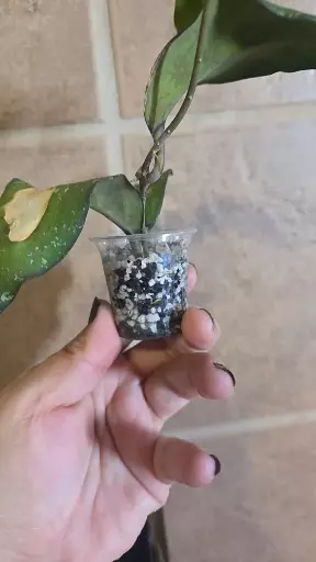 ⚠️Cosmetic damage deal⚠️ Hoya Cereen thumbnail