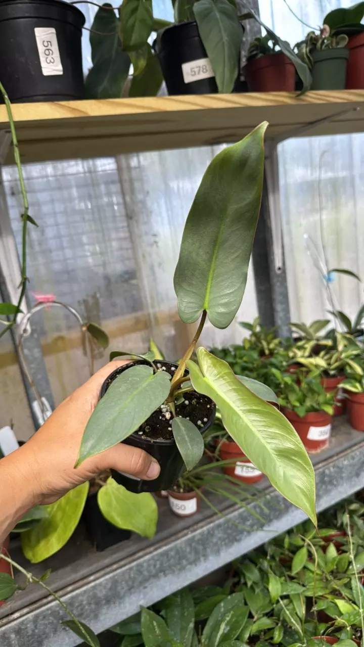 469 Philodendron Atabaponse thumbnail