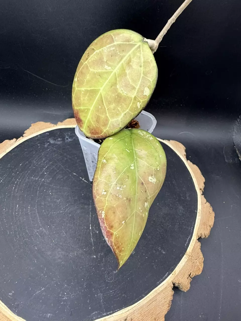 Hoya Noelle w/ peduncle #257 thumbnail