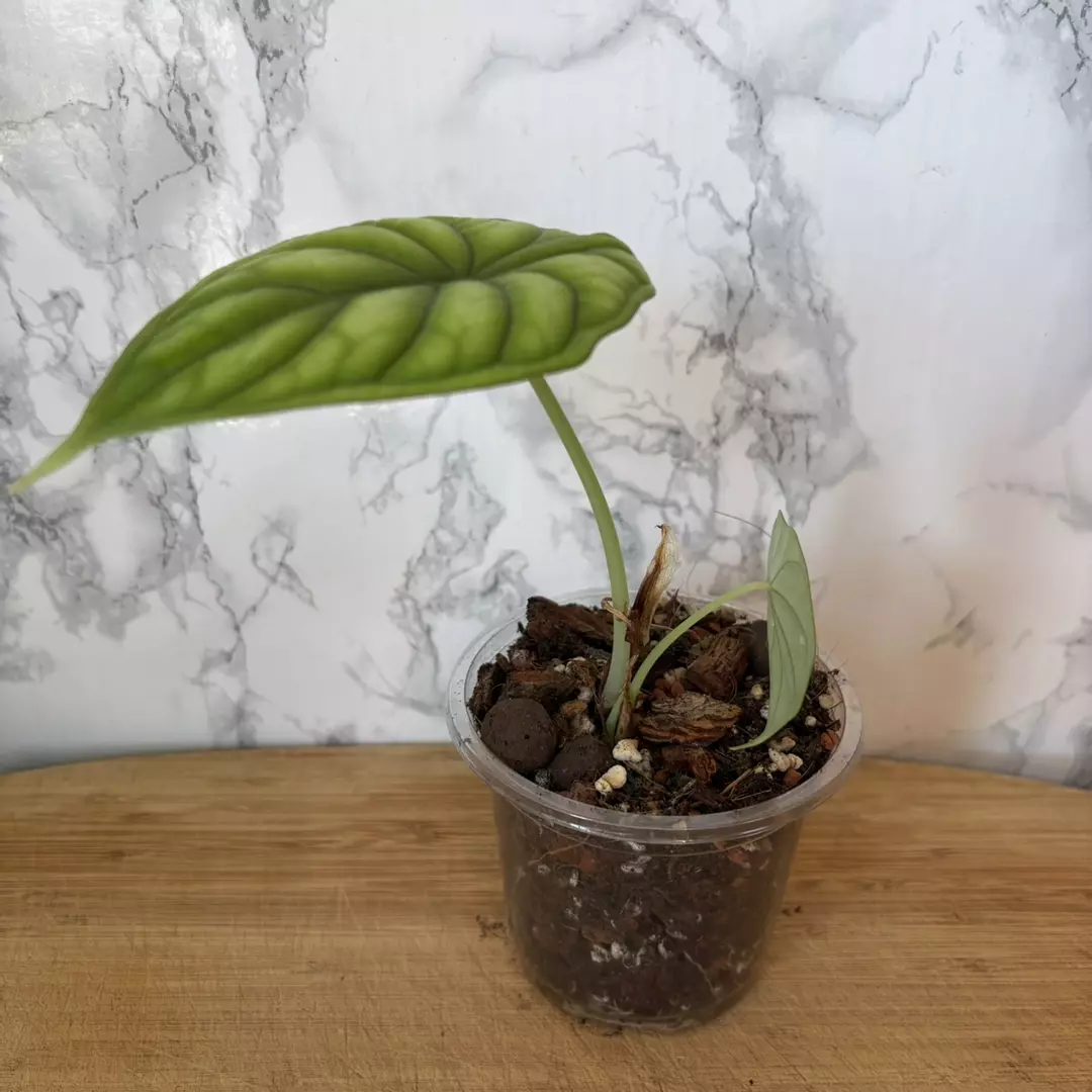 Rehab: Alocasia ‘Dragon Scale’ 4” thumbnail