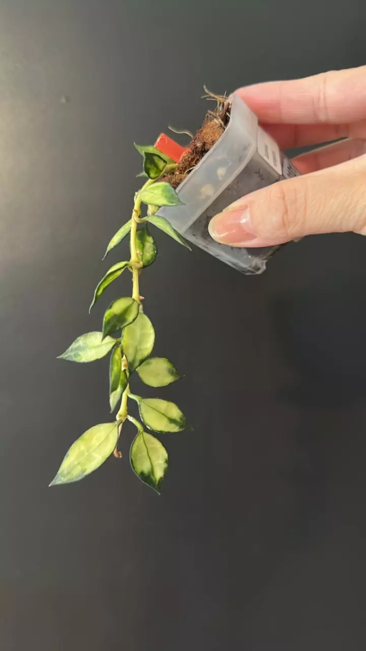 Hoya lacunosa variegated 101 thumbnail