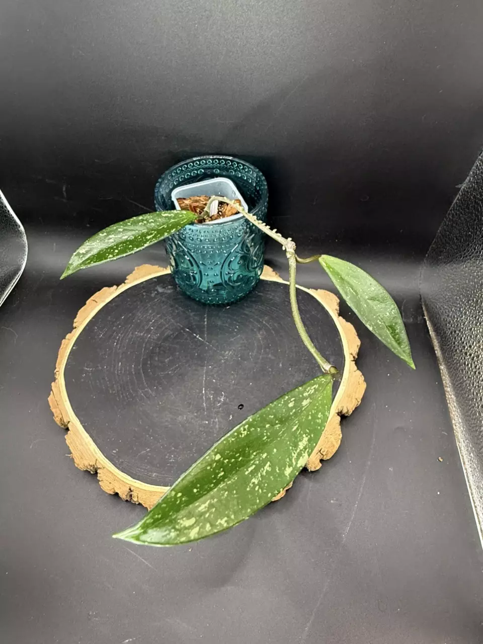 Hoya Pubicalyx Royal Hawaiian Purple thumbnail