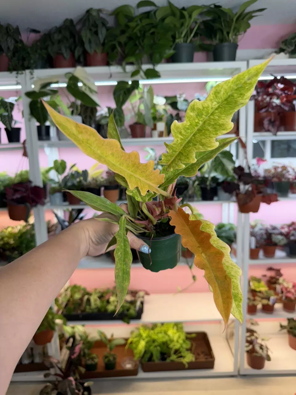 Philodendron Golden Croc 4” exact plant thumbnail