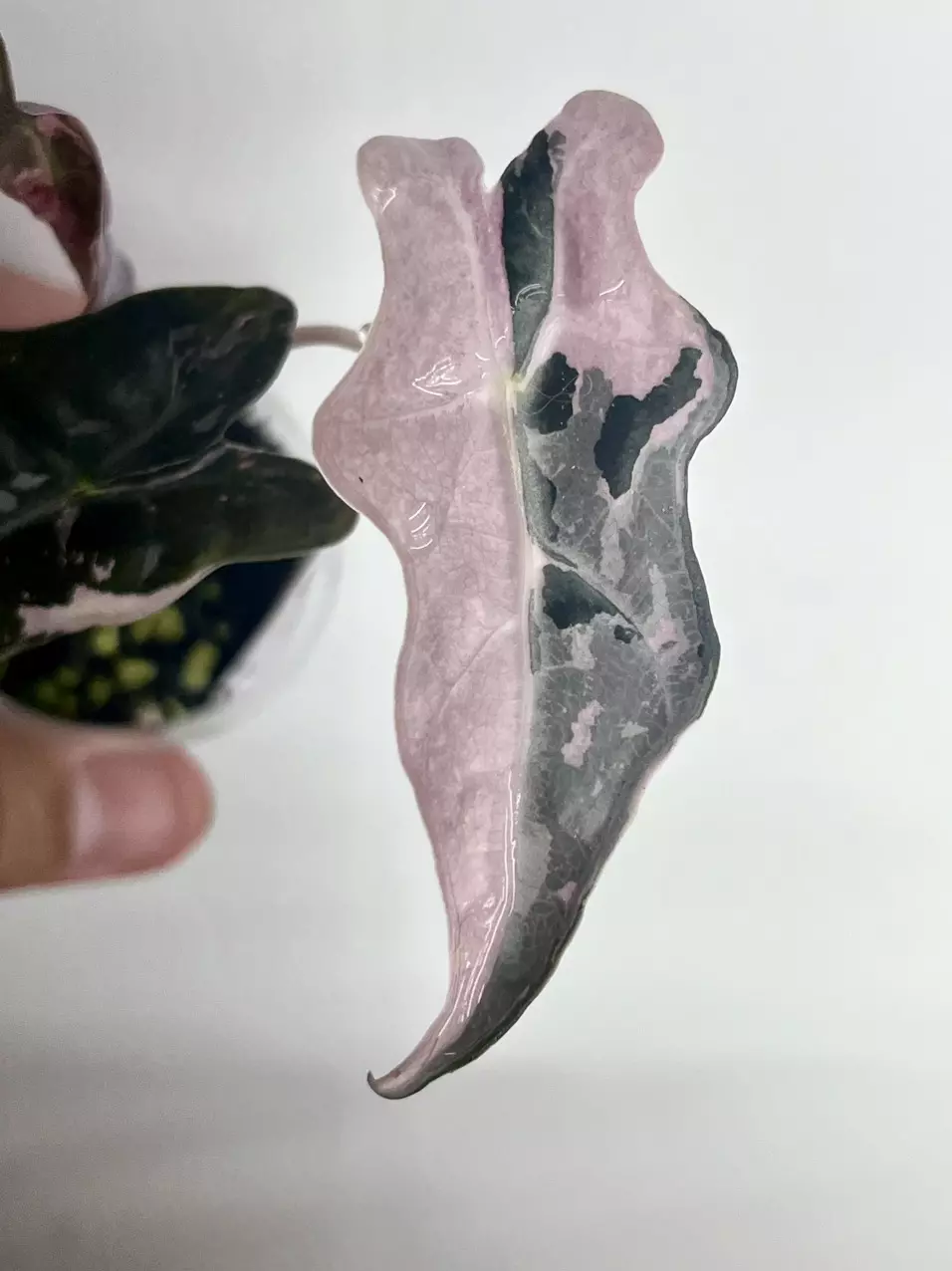 #909-Alocasia Pink Nobilis “K” thumbnail