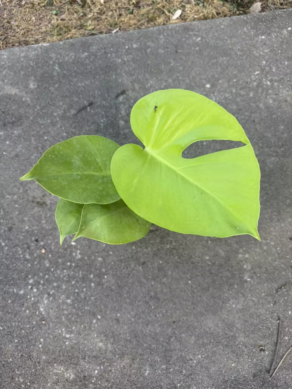 Golden Compacta / Lemon Monstera thumbnail