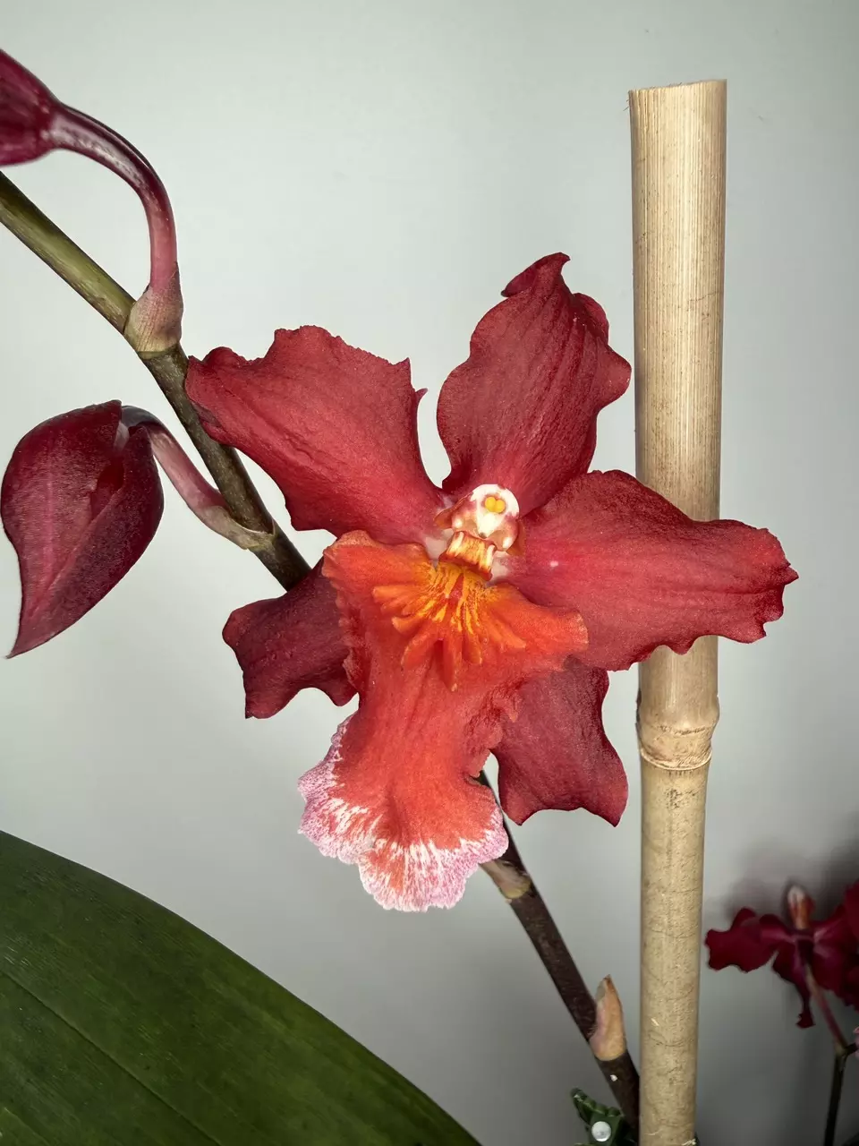 Oncidium Aloha Kapoho thumbnail