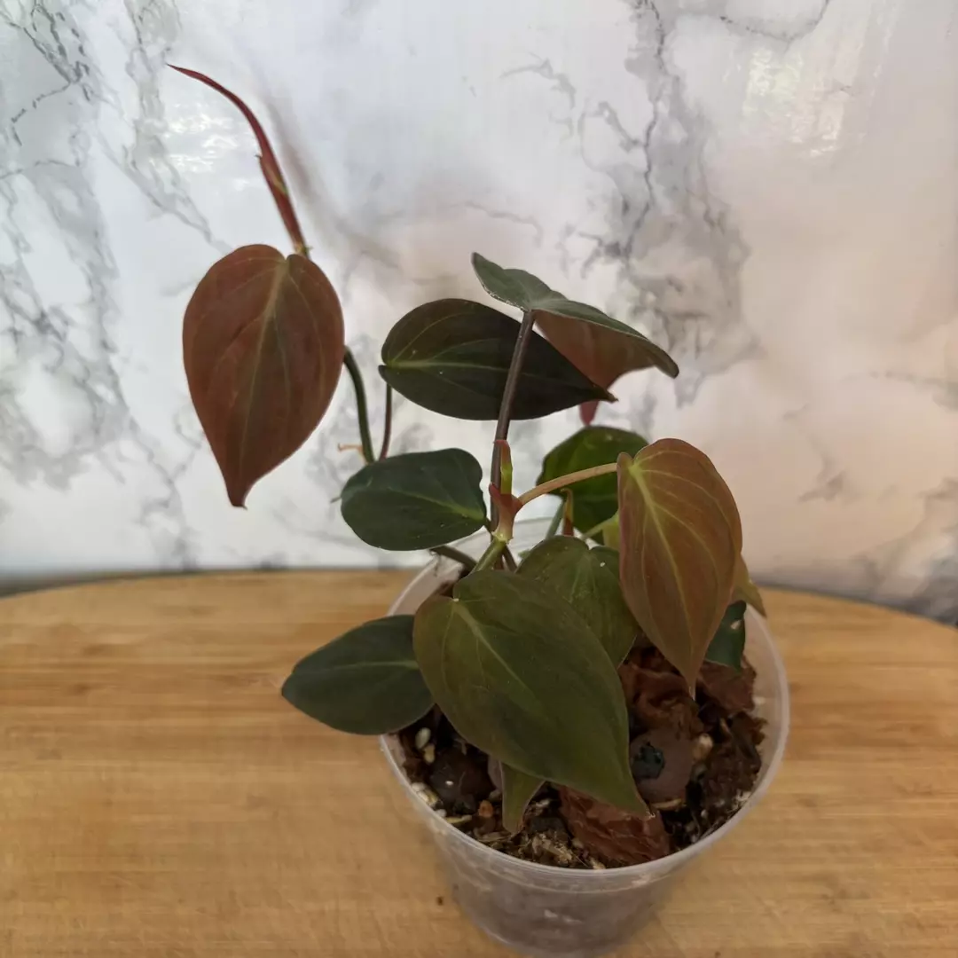 Rehab: Philodendron ‘Micans’ 4” GC thumbnail