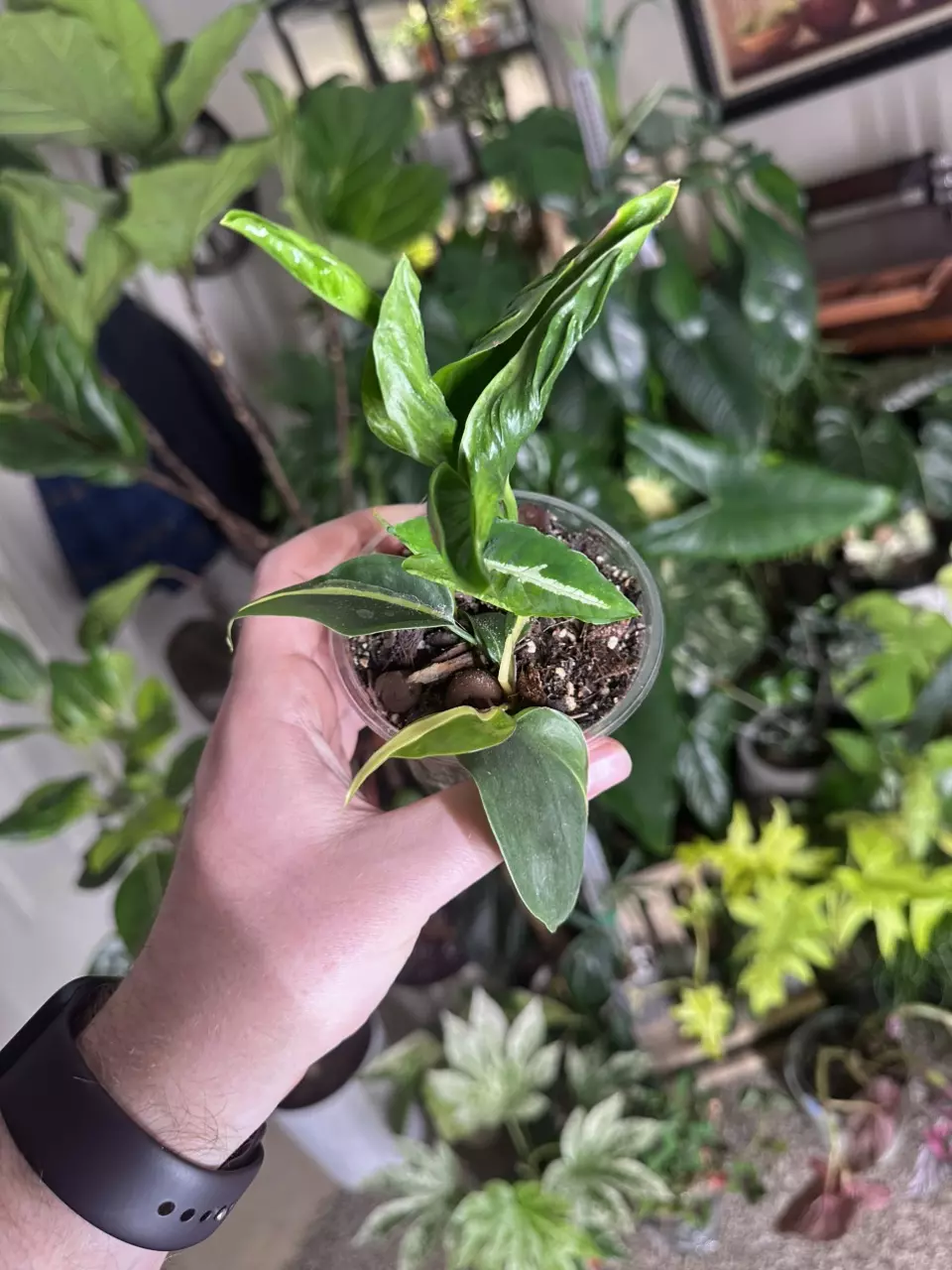 Modgepodge pot thumbnail