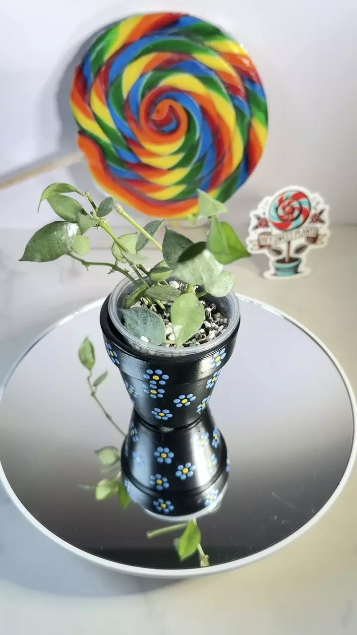 Hoya Lacunosa  silver thumbnail