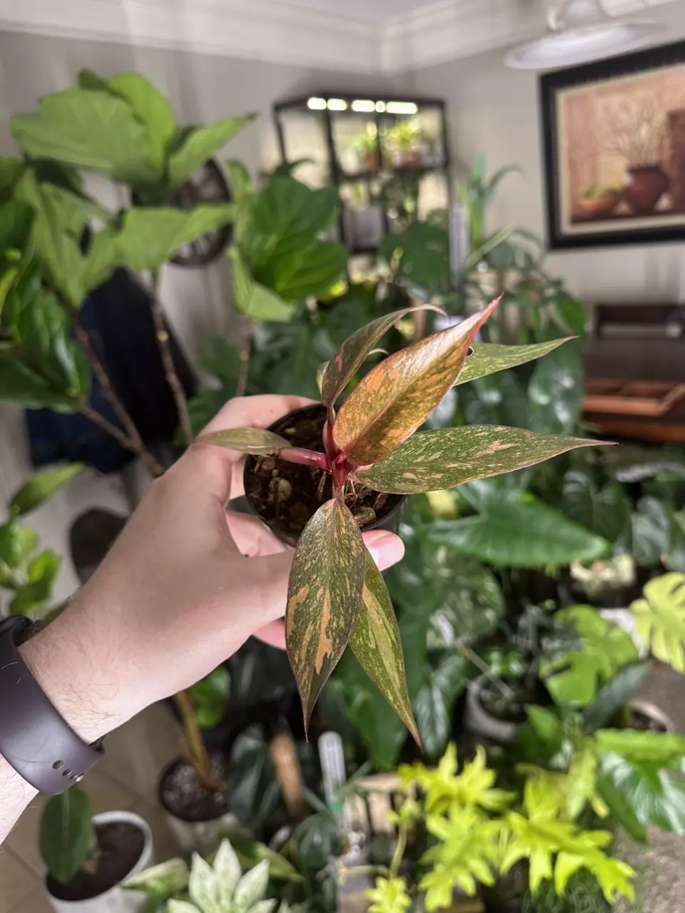 Orange Princess Philodendron thumbnail