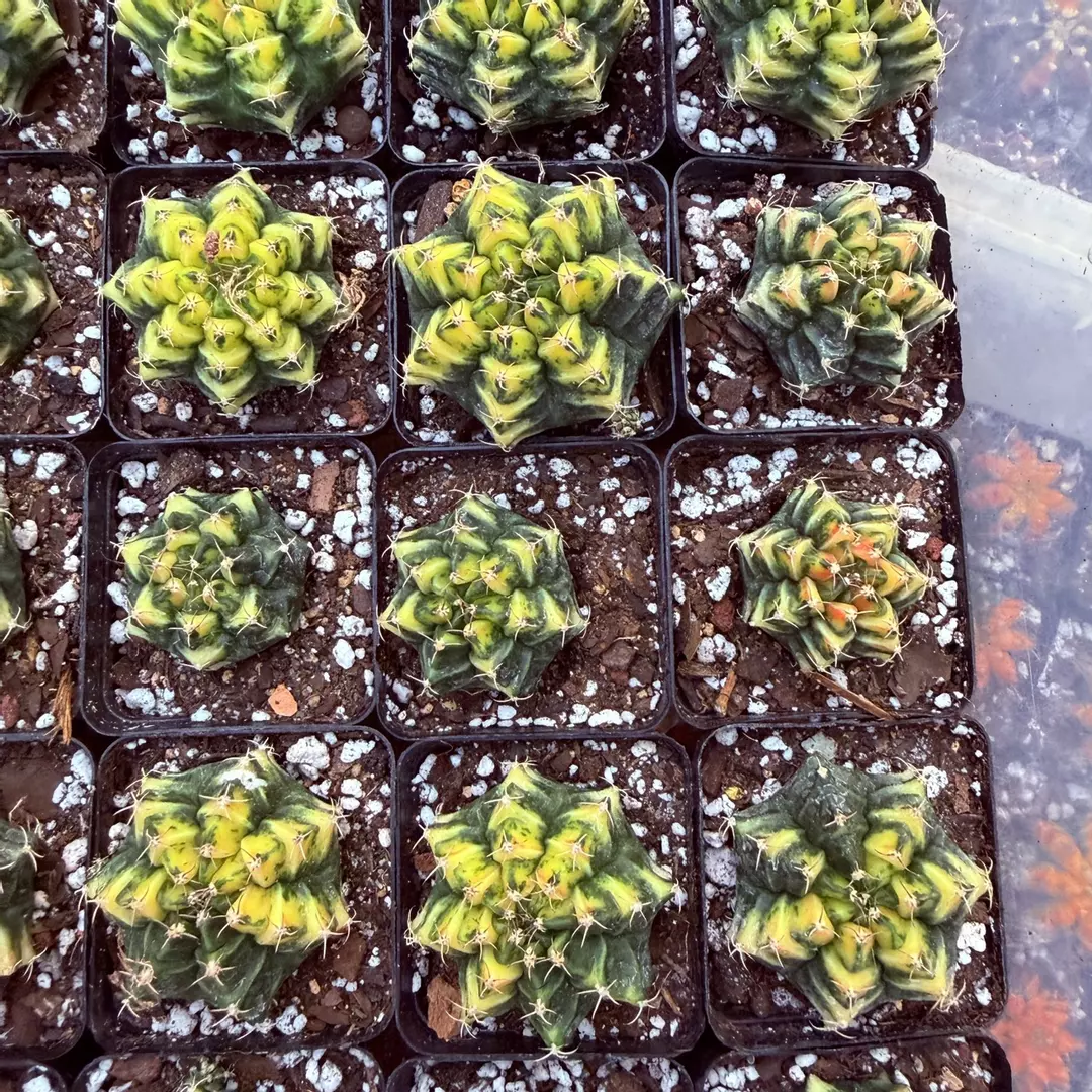 Gymnocalycium Jade Dragon thumbnail