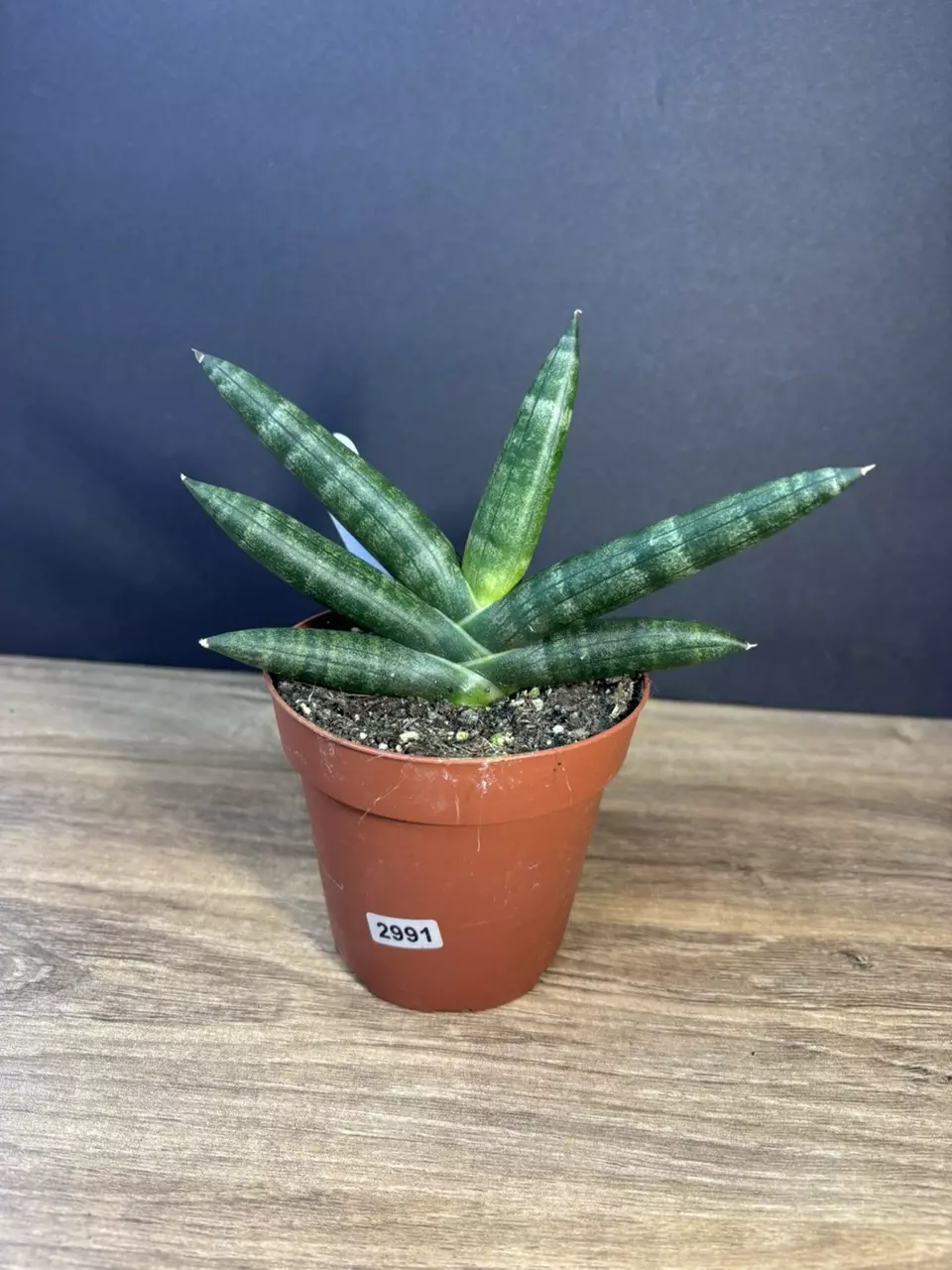 Sansevieria Boncel Black Starfish 4” 2981 thumbnail