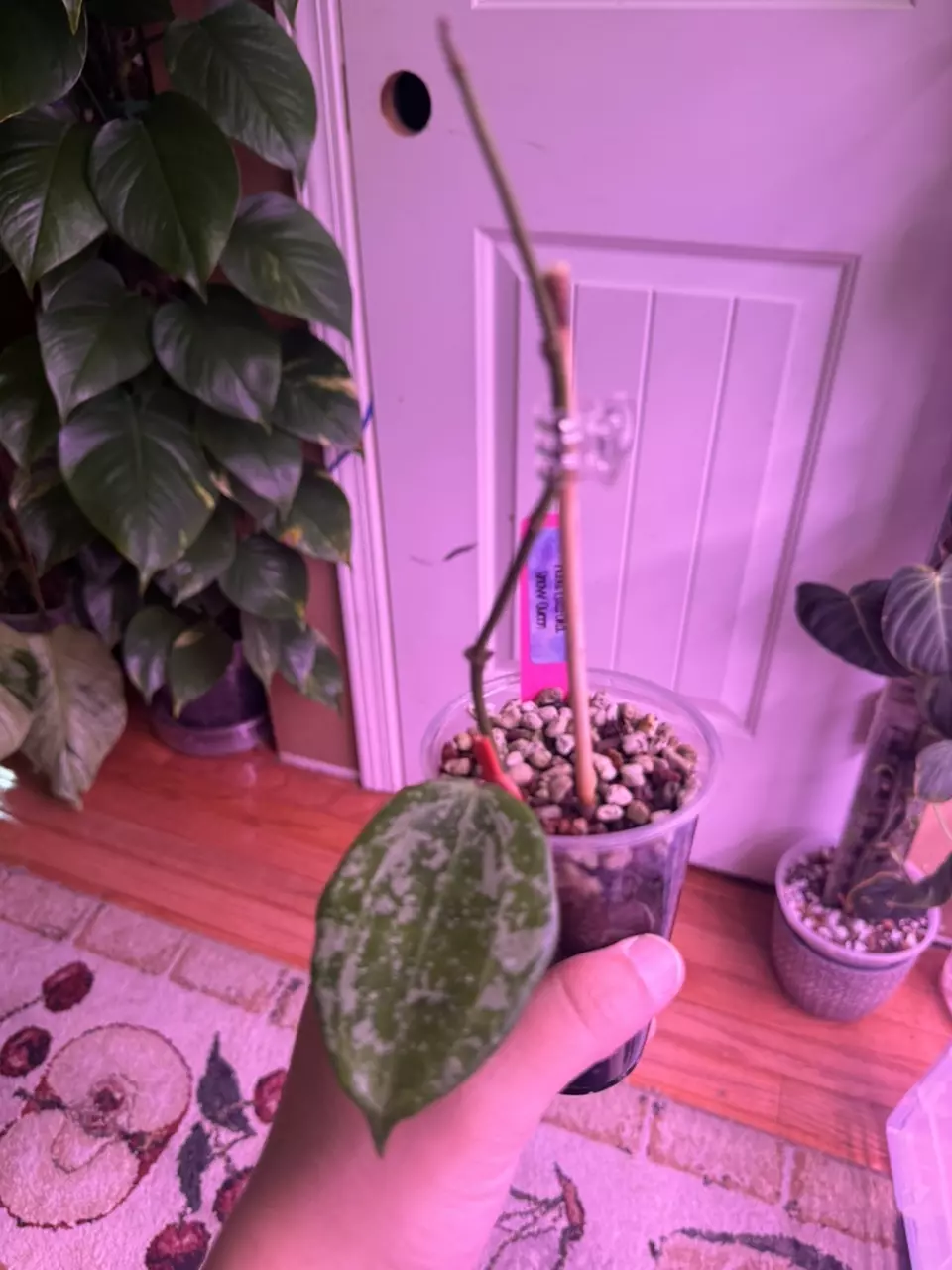 Hoya Latifolia snow Queen 522 thumbnail