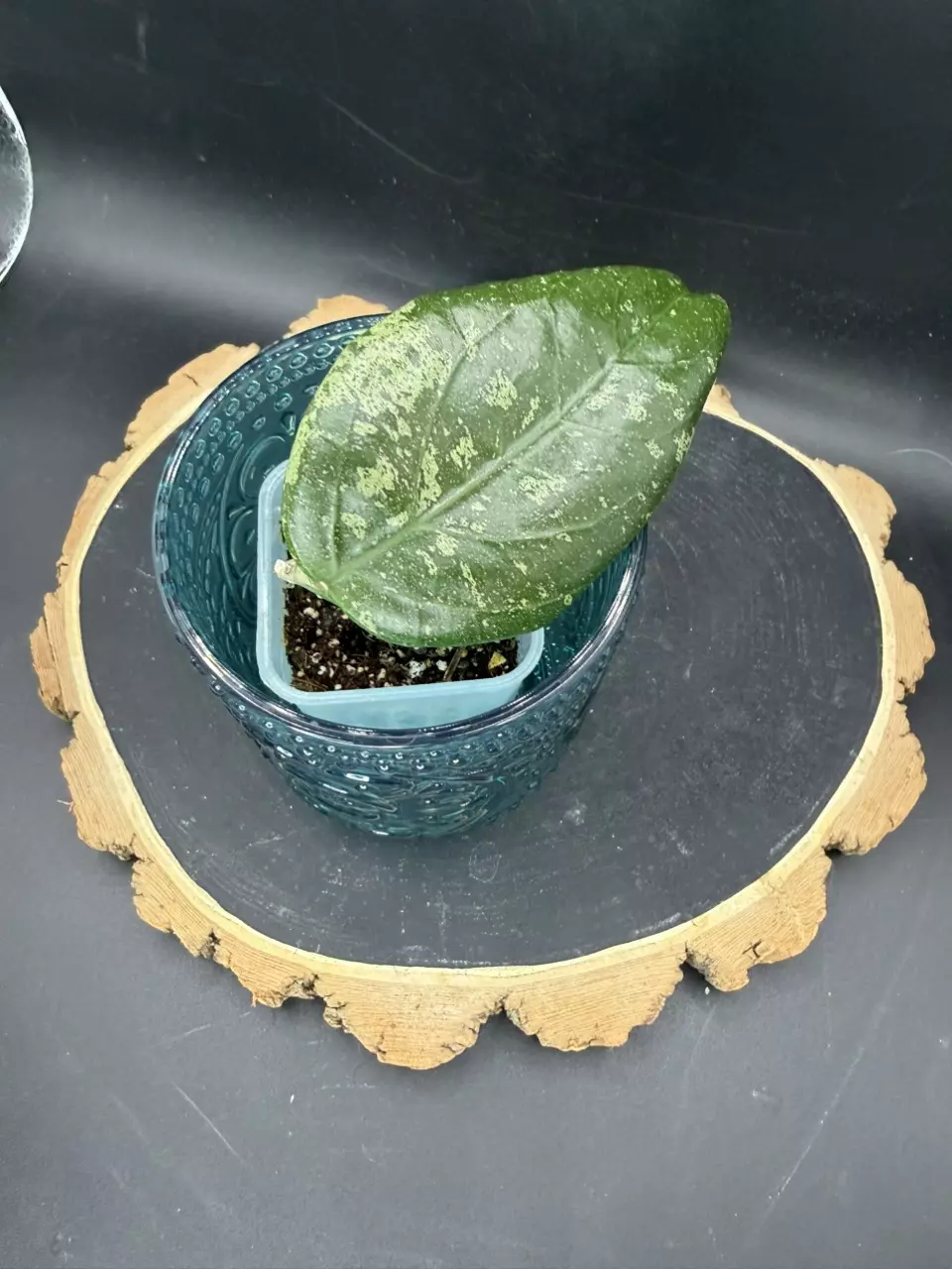 Hoya Sumbawa #223 thumbnail