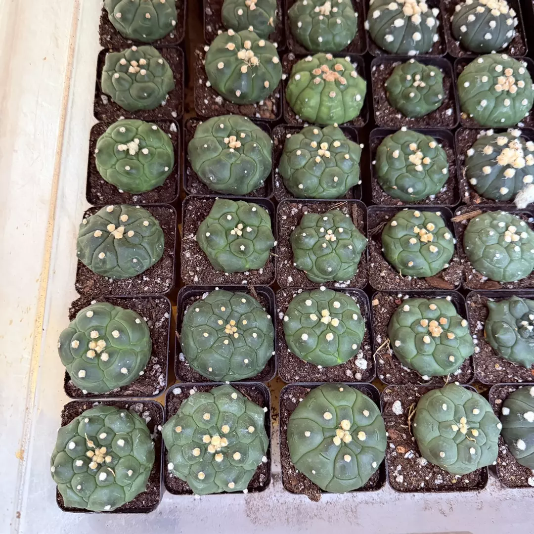 Astrophytum Asterias Kikko thumbnail