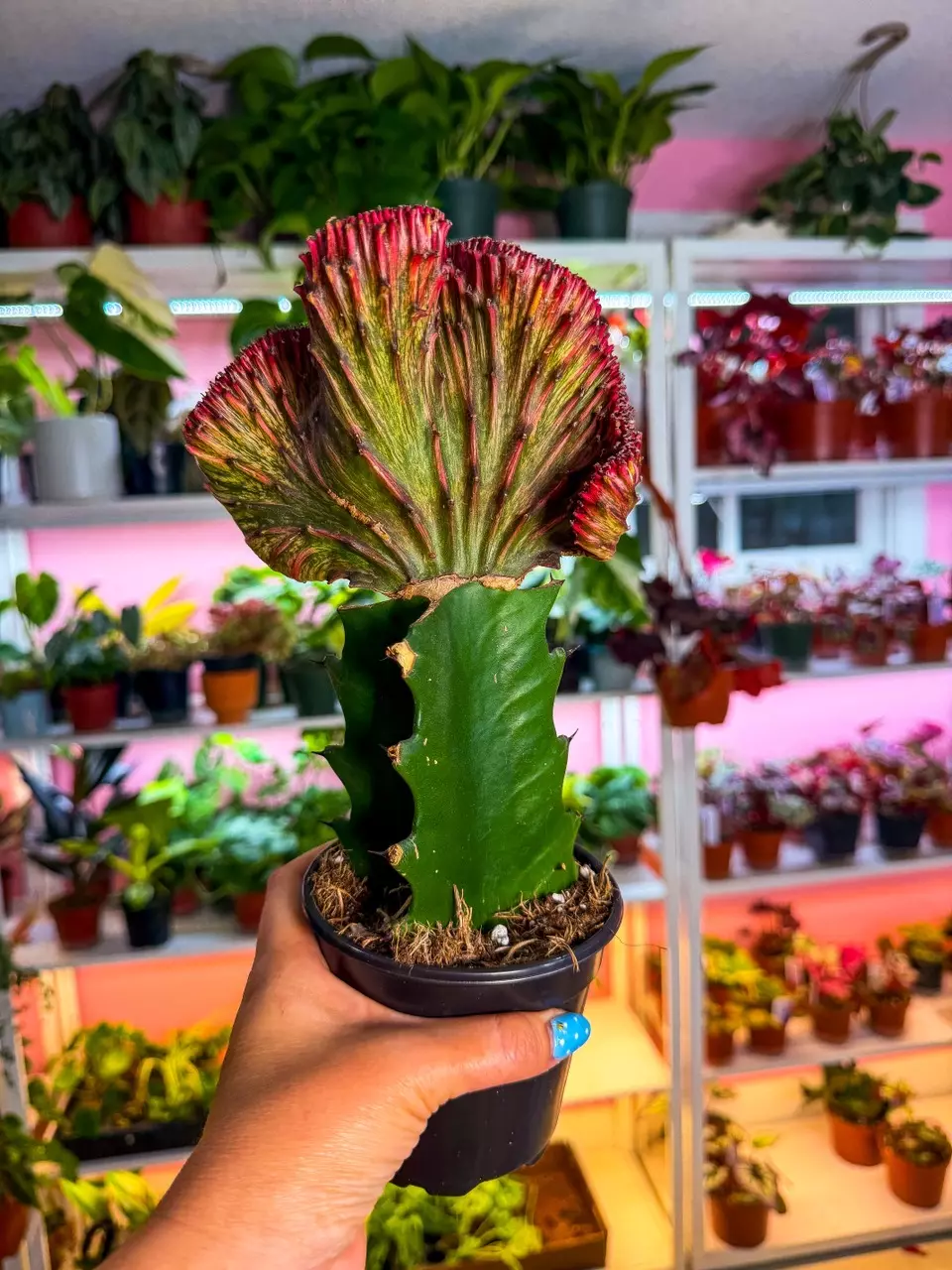 Cactus mermaid red thumbnail