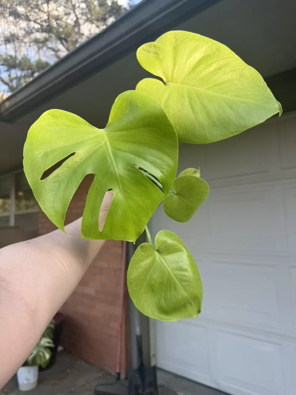 Golden Compacta / Lemon Monstera thumbnail