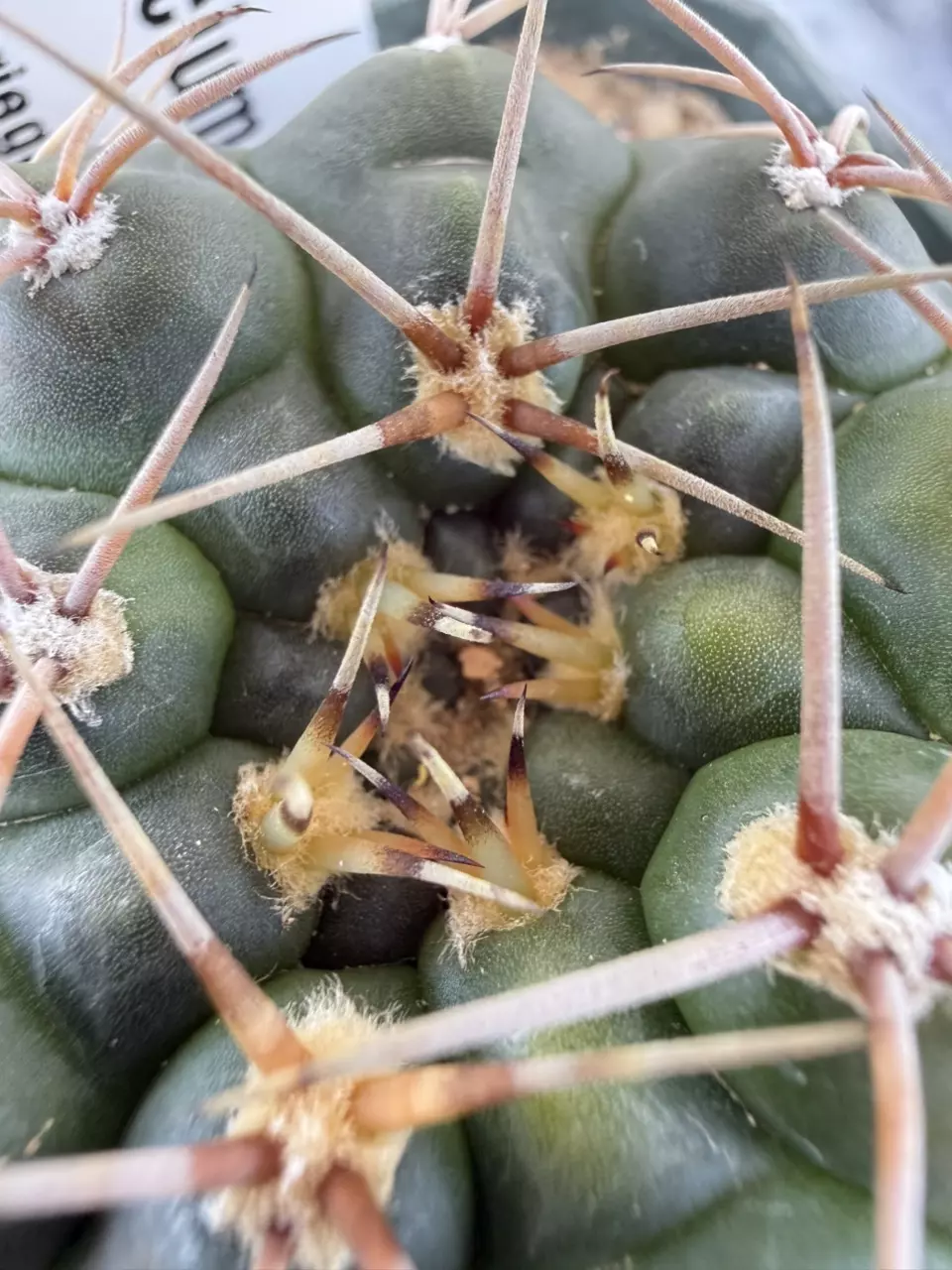 1213 Gymnocalycium castellanosii variegata thumbnail
