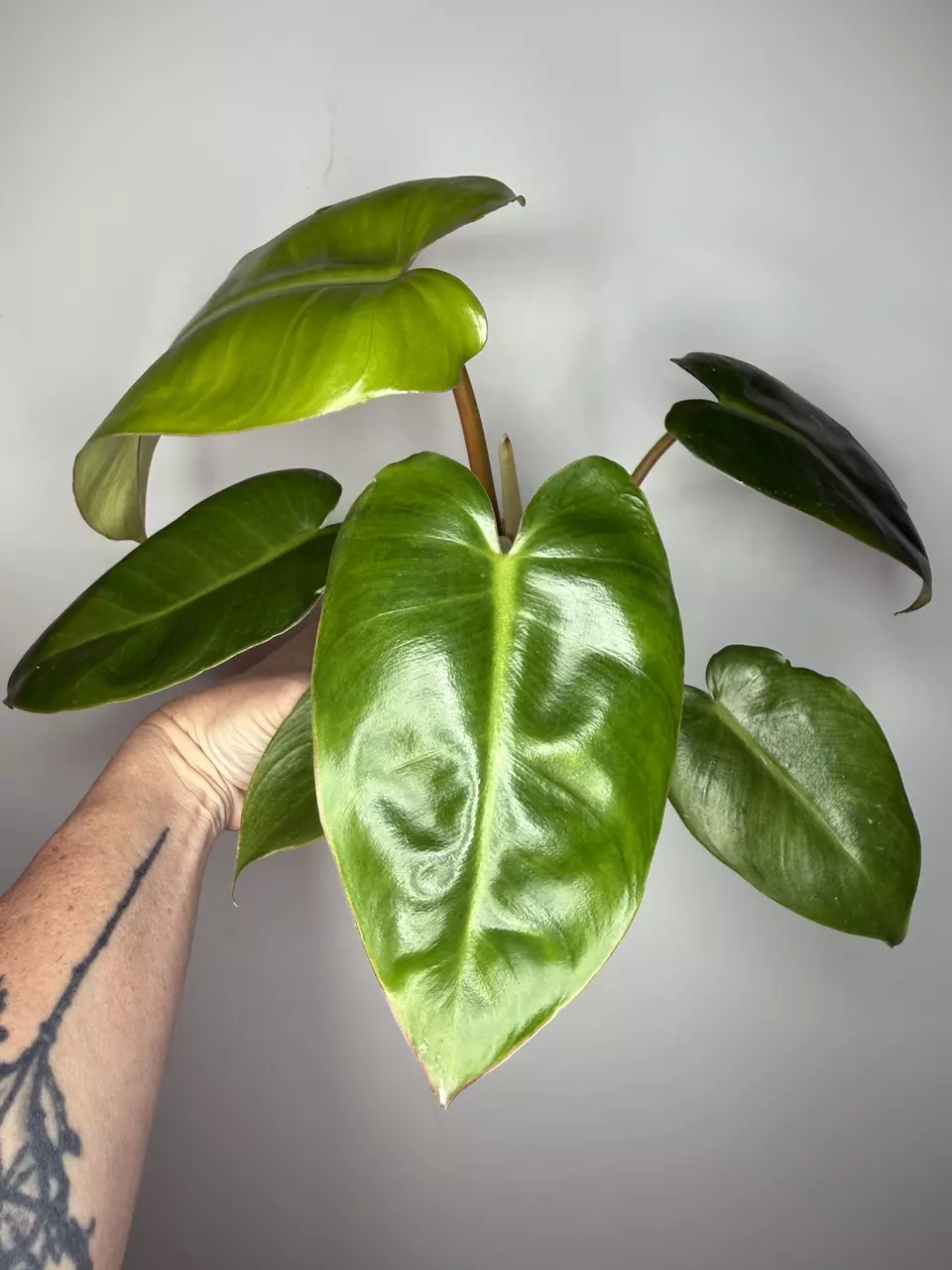 Philodendron Jungle Giant (Giganteum x Billietiae) thumbnail