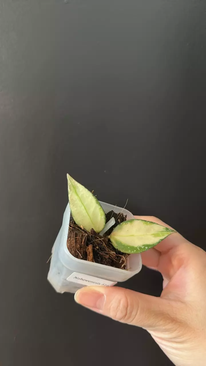 Hoya nabawanesis 516 thumbnail