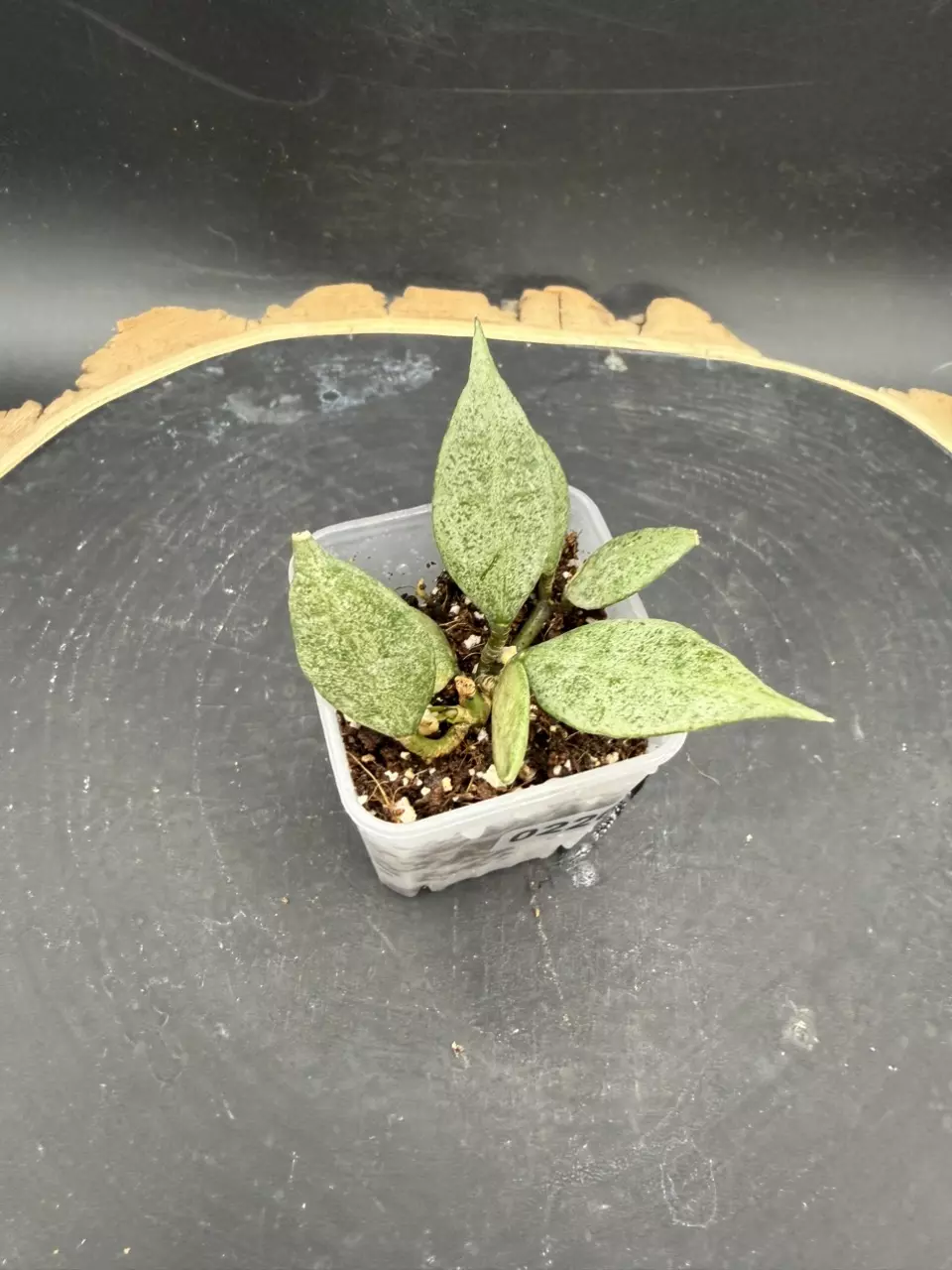 Lacunosa “Violet” #226 💜 thumbnail