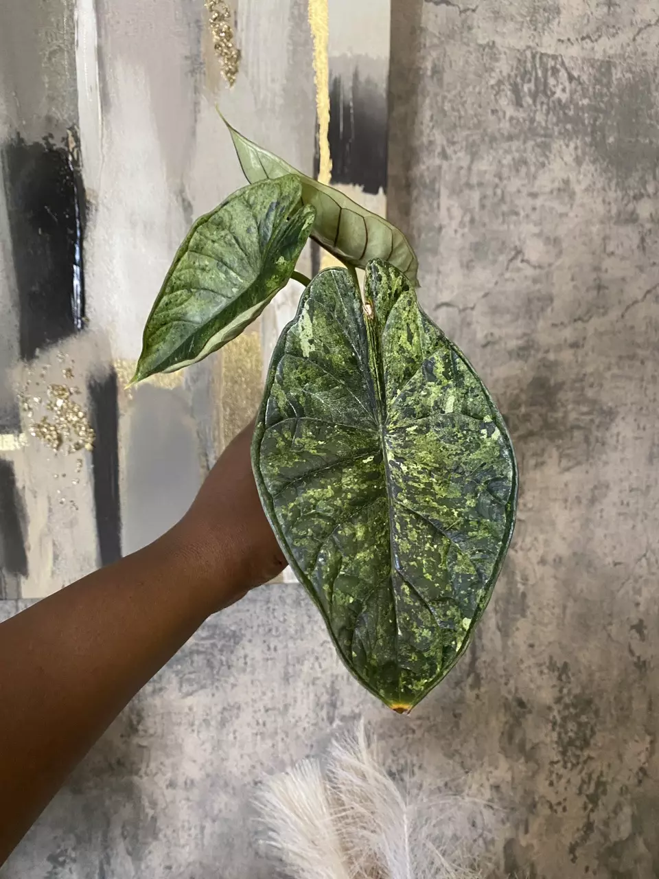 Dragon Scale Mint thumbnail