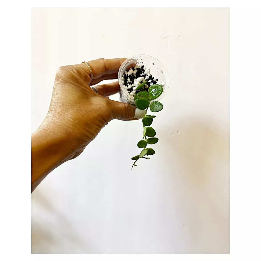 🔥 Hoya Tengchongensis thumbnail