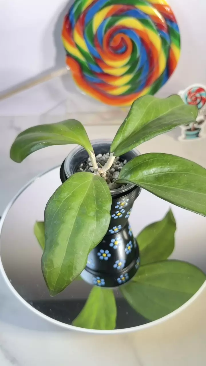 Hoya Maliksy UPT 001 thumbnail