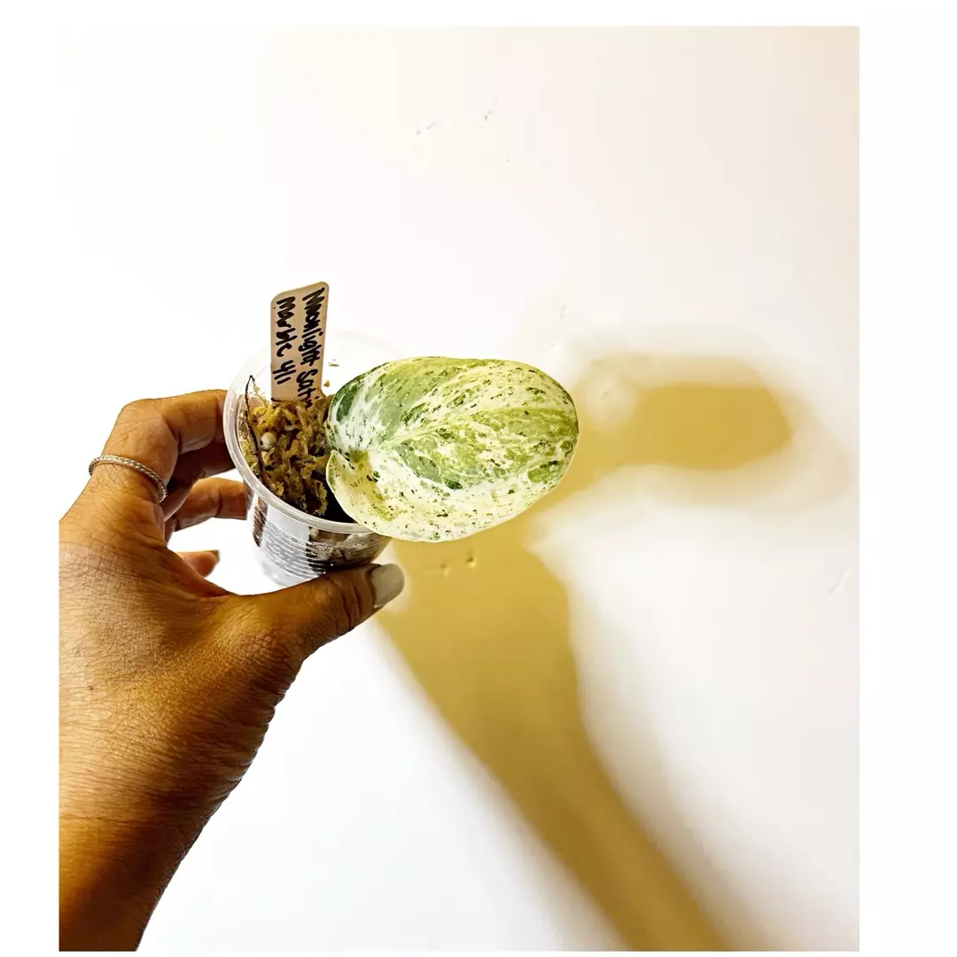 🎋Scindapsus Moonlight Marble *cutting* thumbnail