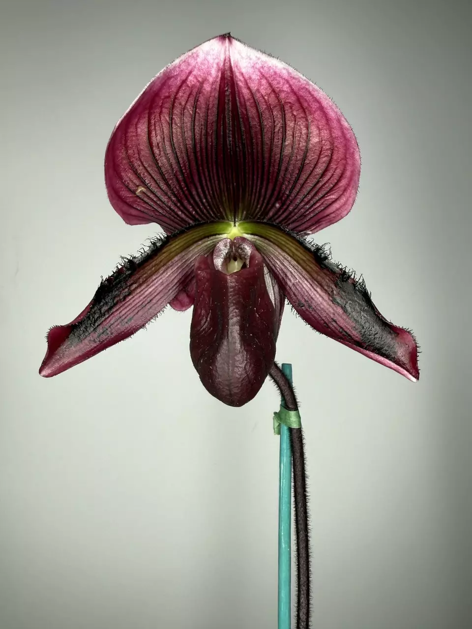 Phapiopedilum Memoria Gerhard Conrad ‘Bloody Mary’ x Danielle Comeaux ‘Vino’ thumbnail