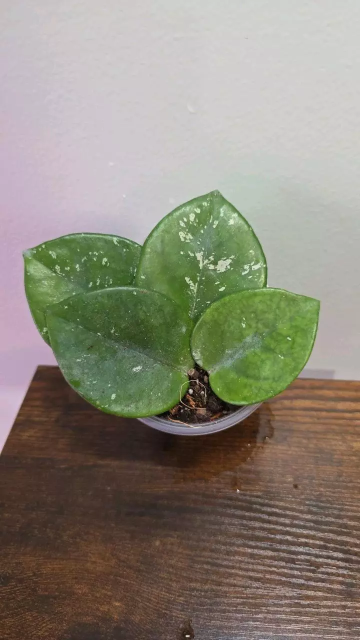 Hoya carnosa splash variegated 632 thumbnail