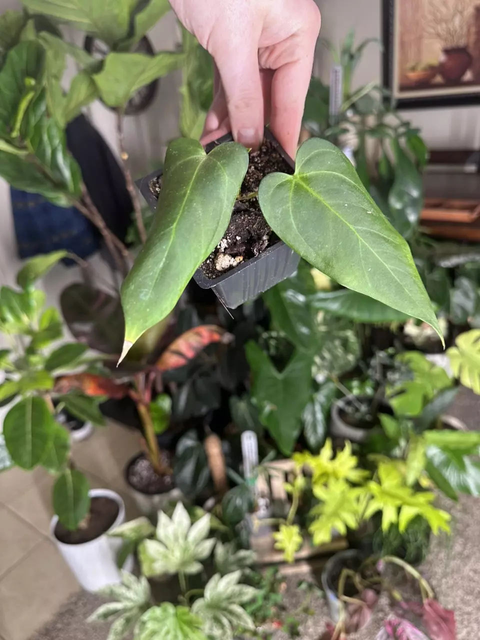 Anthurium Lost Tag thumbnail