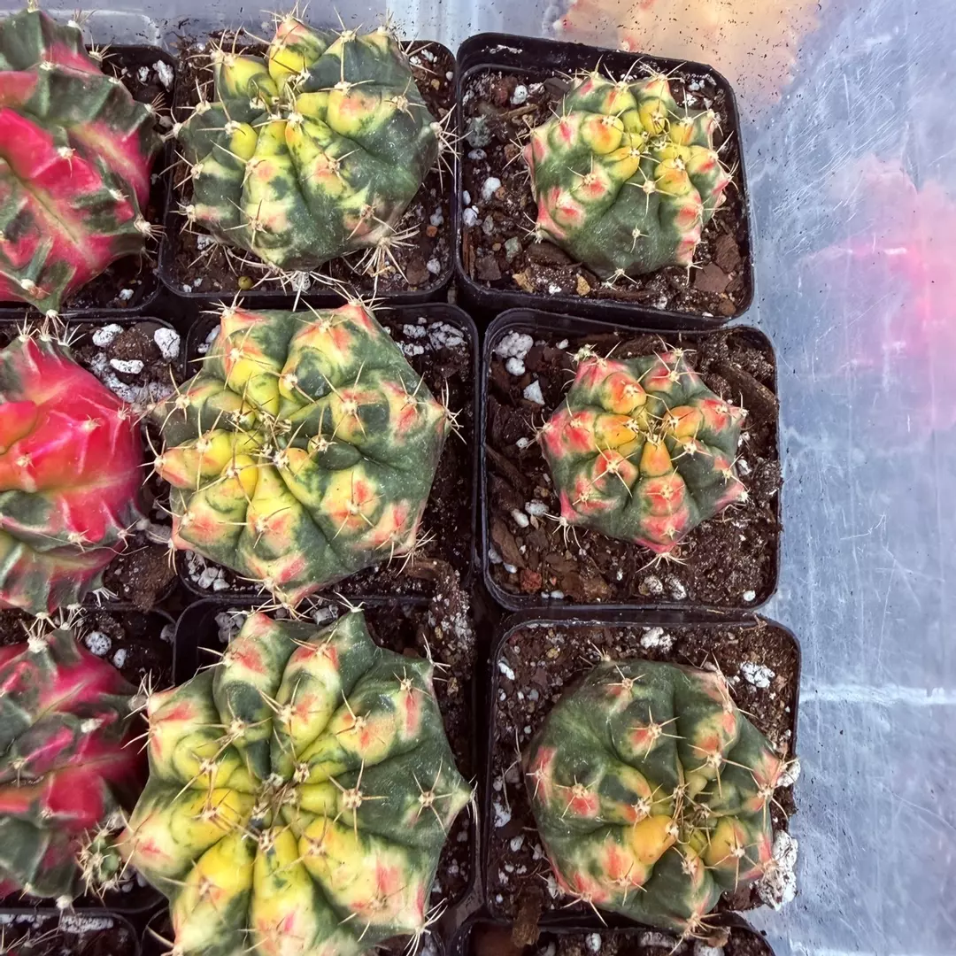Gymnocalycium Pink Pearl thumbnail