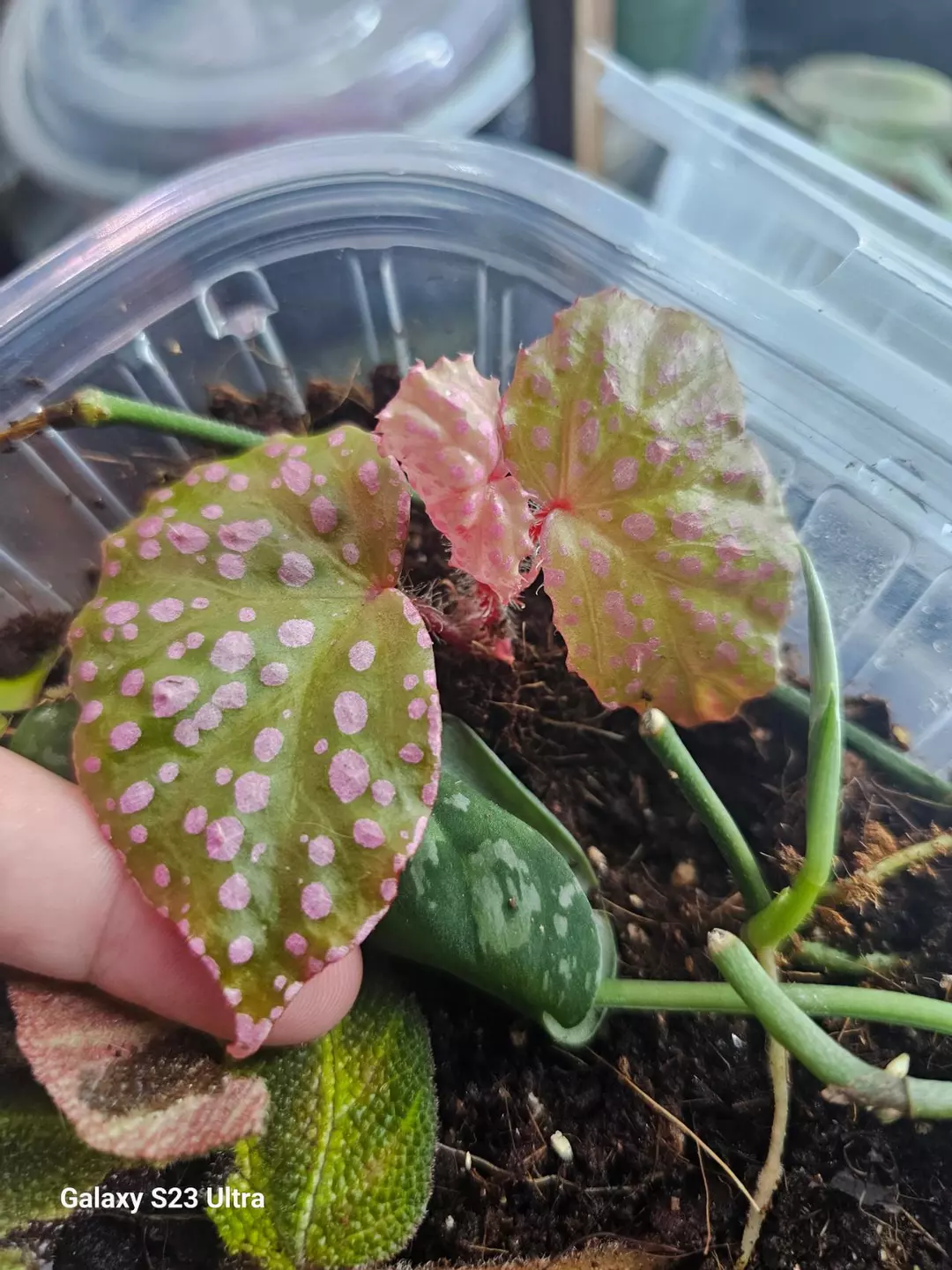 Begonia Maura Wahau thumbnail