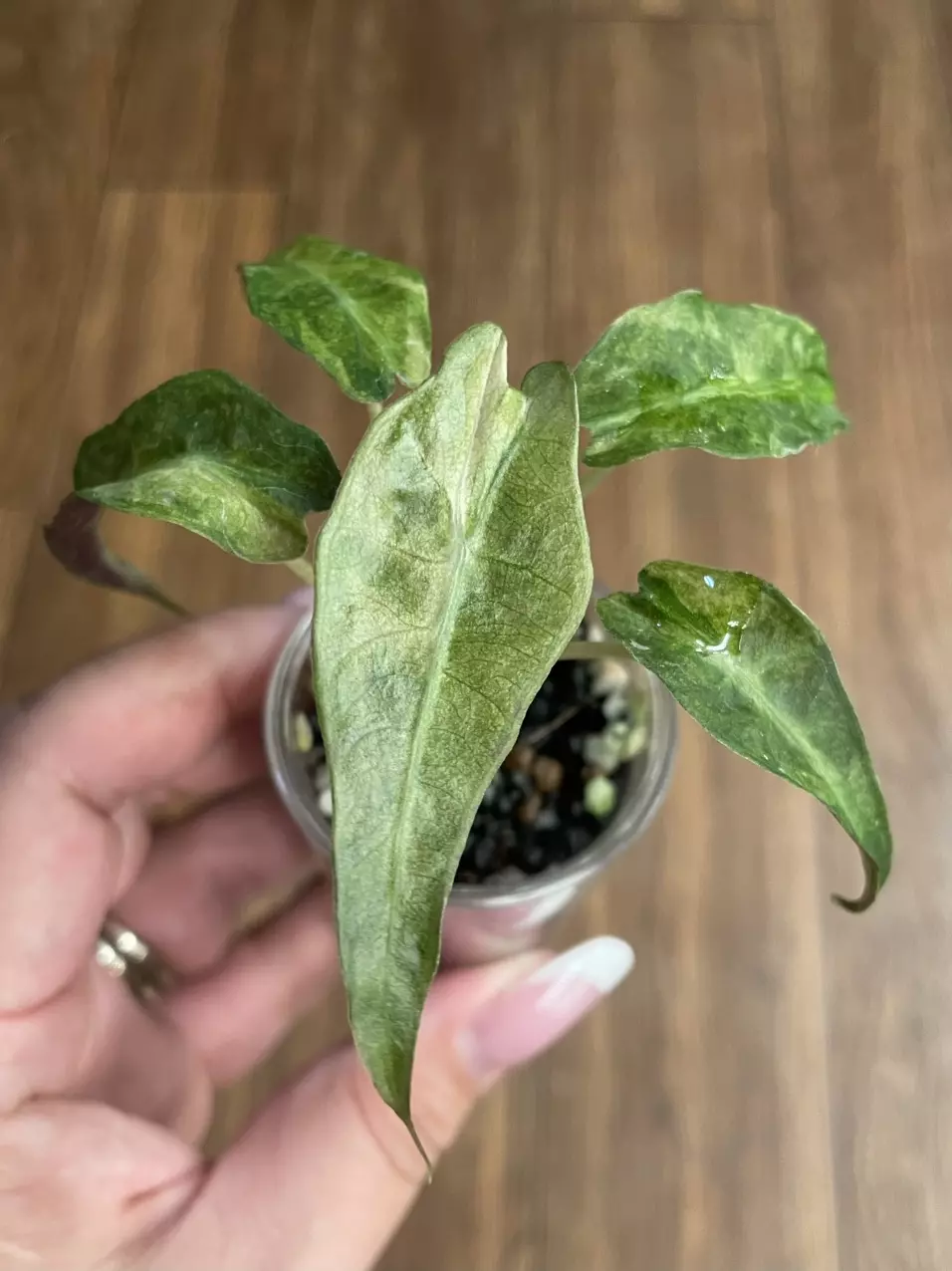 Alocasia Polly Aurea thumbnail