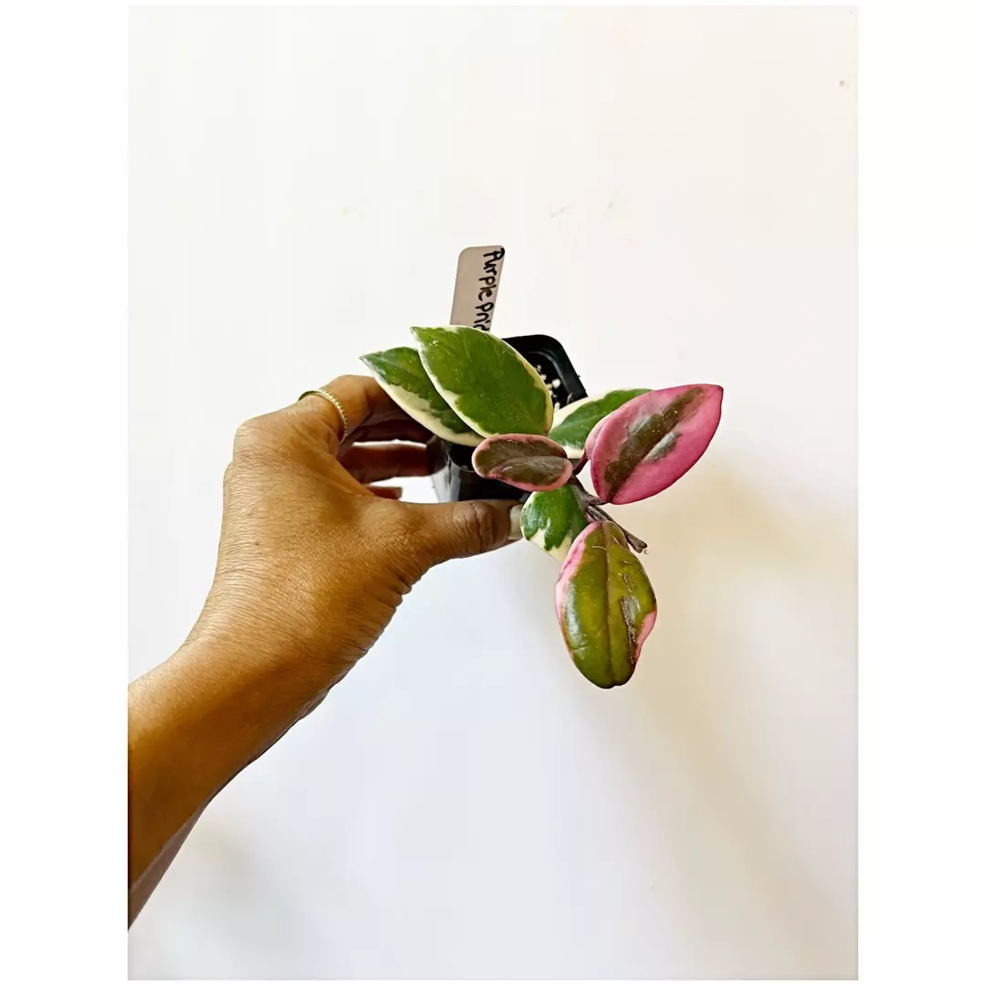 🎋Hoya Prurple Pride thumbnail