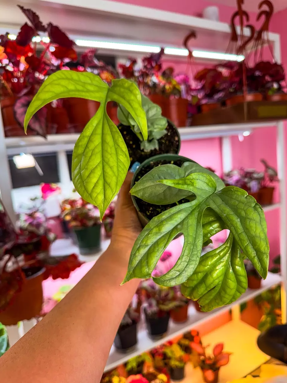 Amydrium Silver Spiderman plant 4” thumbnail