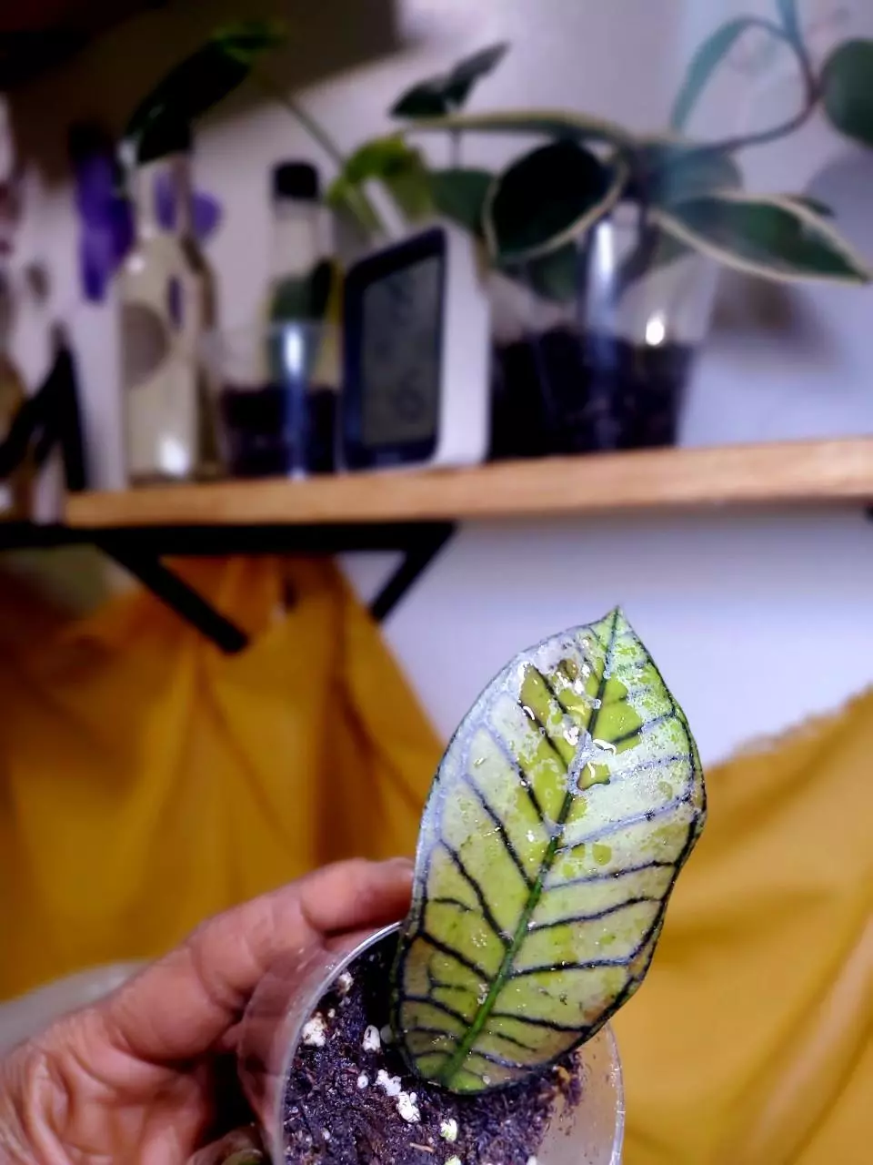 🌱 Hoya Gunung Gading ❤️‍🔥 Rooted Cutting thumbnail