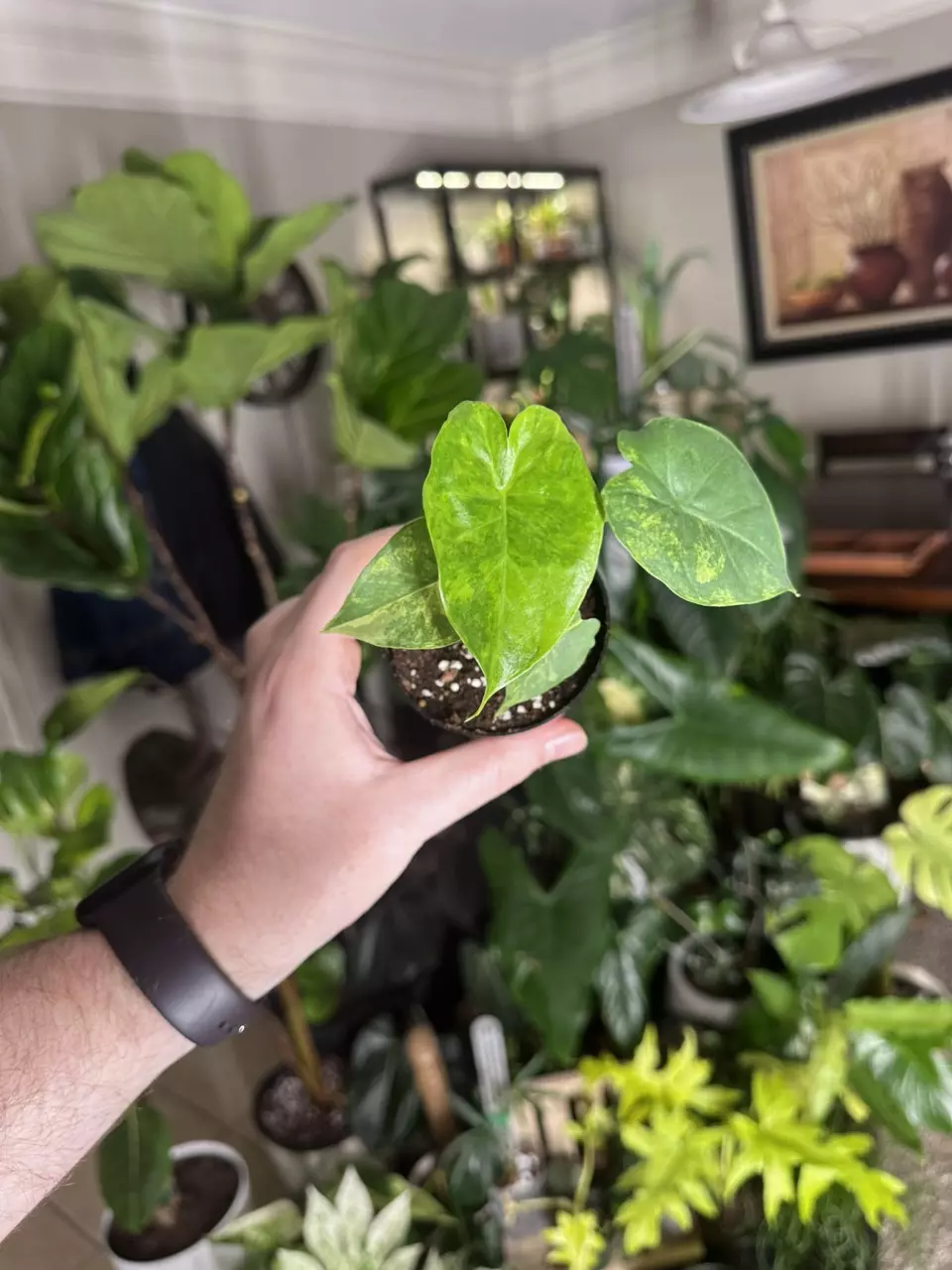 Alocasia Odora Aurea 3” Pot #2 thumbnail