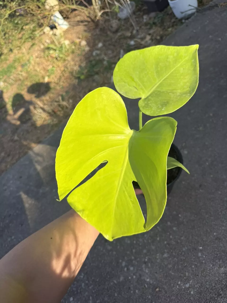 Golden Compacta / Lemon Monstera thumbnail