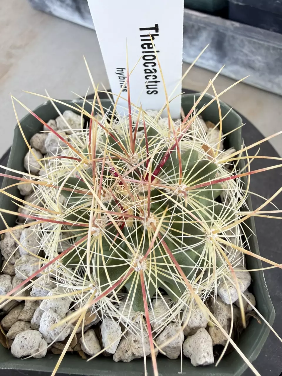1206 Thelocactus hybrid thumbnail