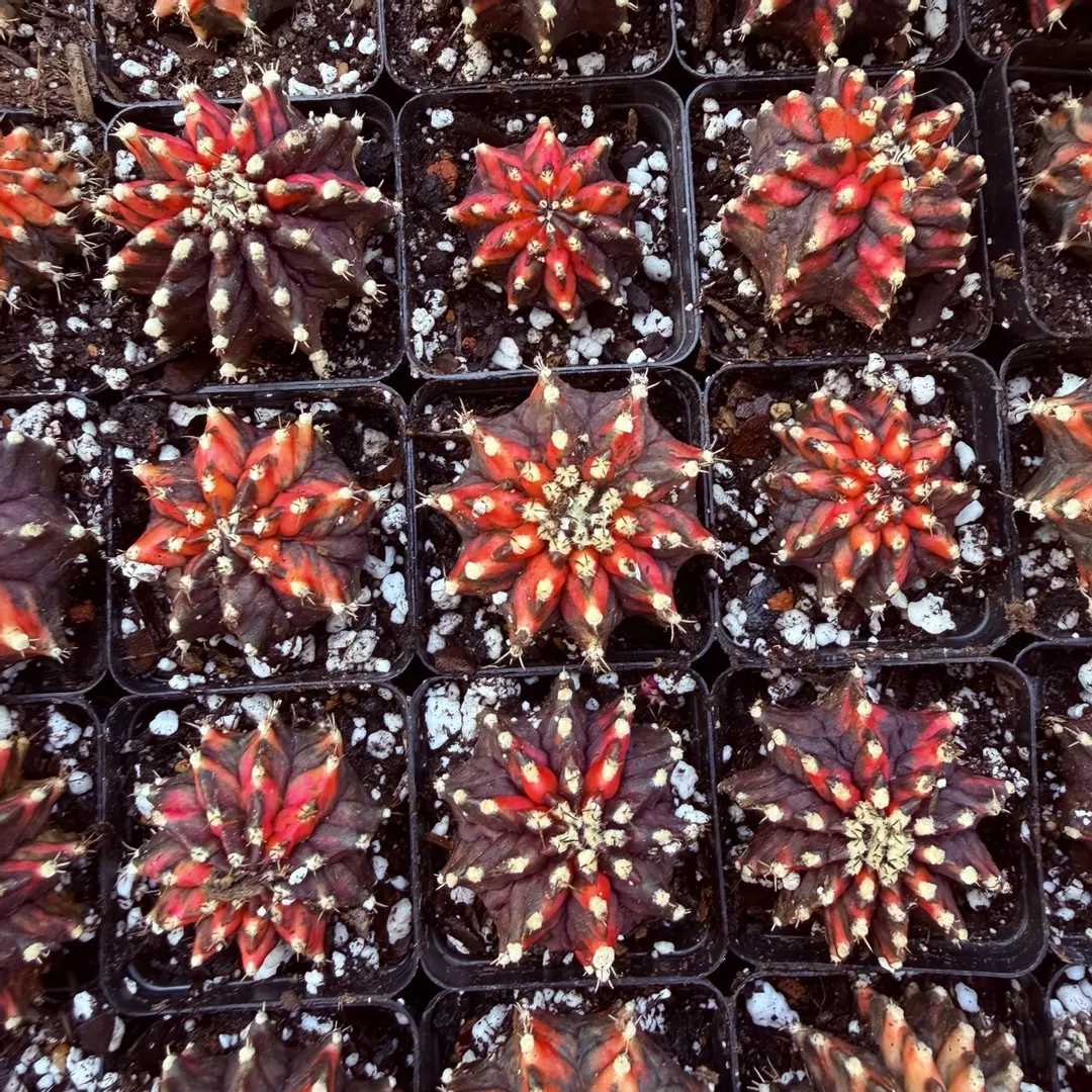 Gymnocalycium Red Dino T Rex thumbnail