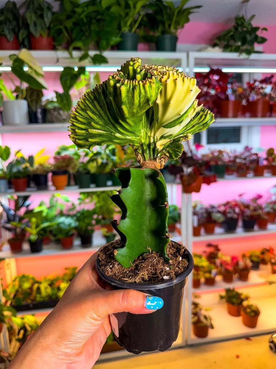 Cactus mermaid yellow 4” thumbnail