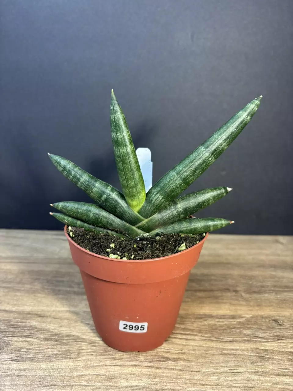 Sansevieria Boncel Black Starfish 4” 2995 thumbnail