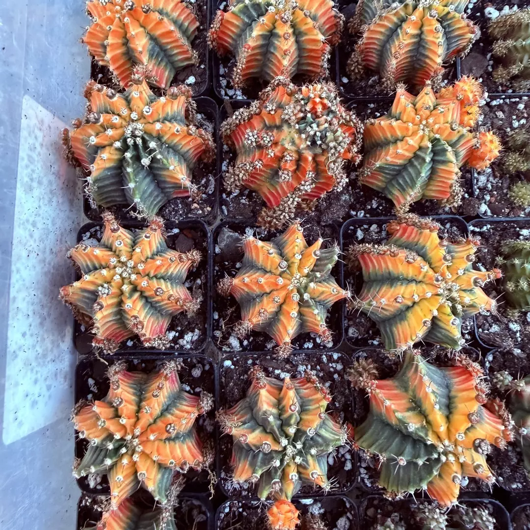 Gymnocalycium The Sun thumbnail
