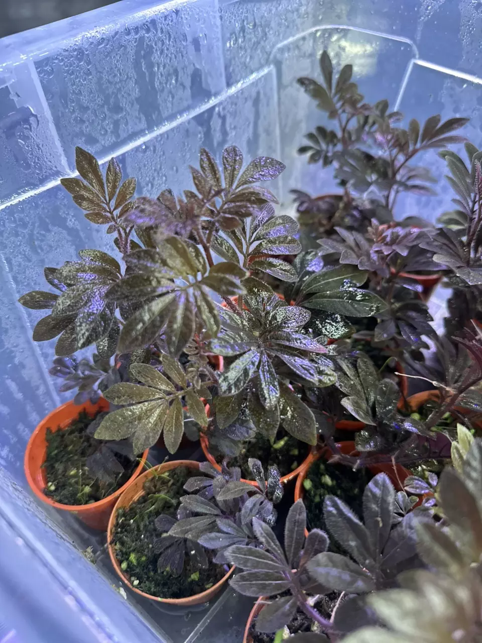 Solanum uleanum  2” thumbnail