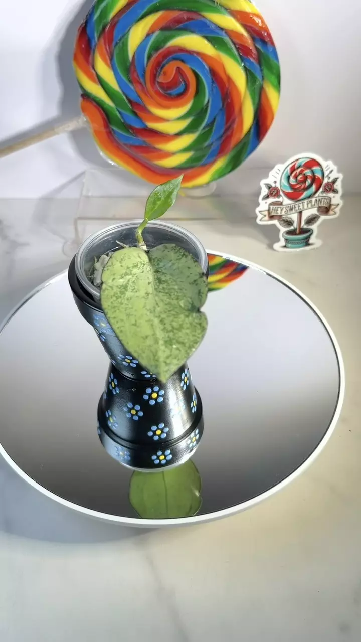 Hoya Patcharawalai 023 Icensis splash thumbnail