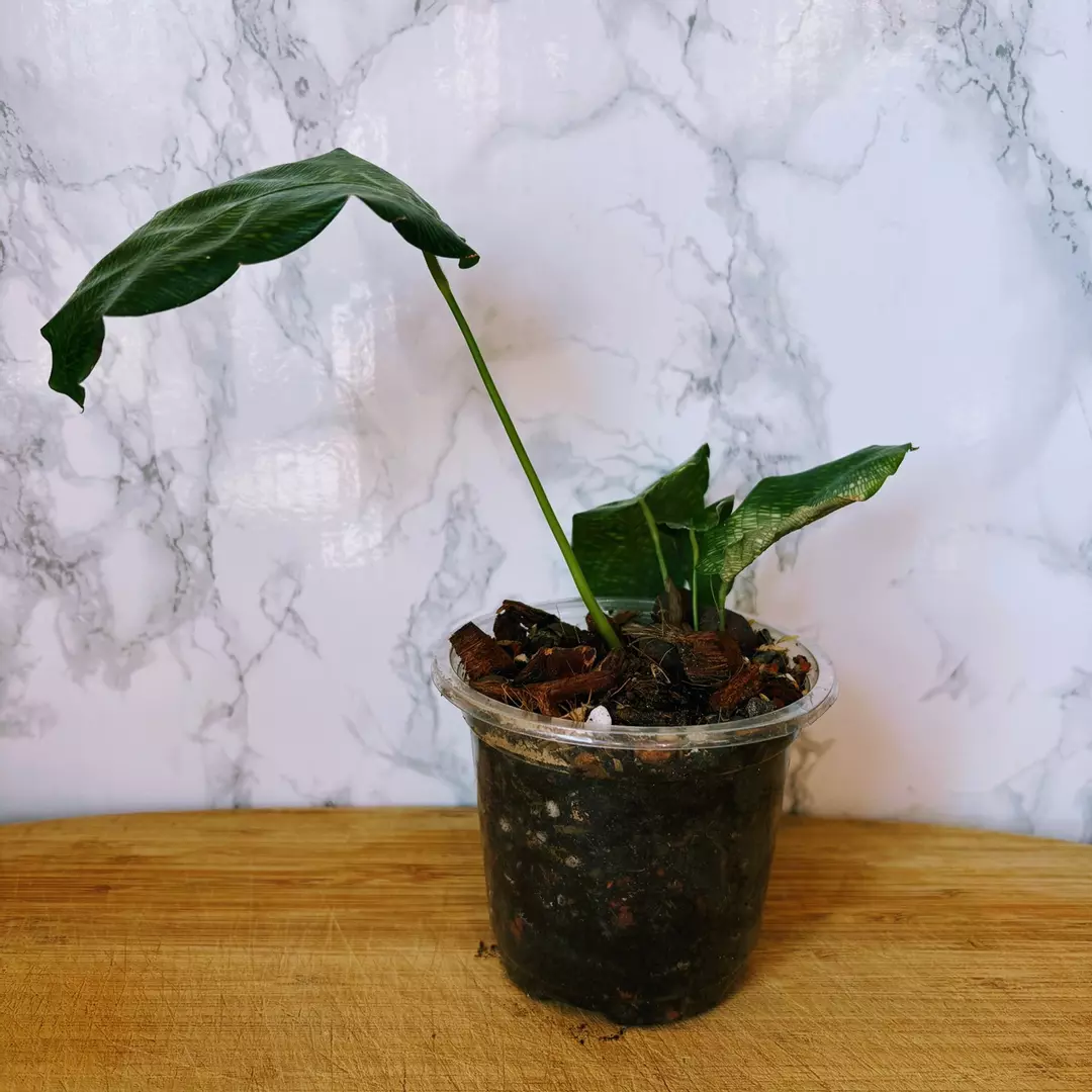 Rehab: Calathea Musaica 4” GC thumbnail