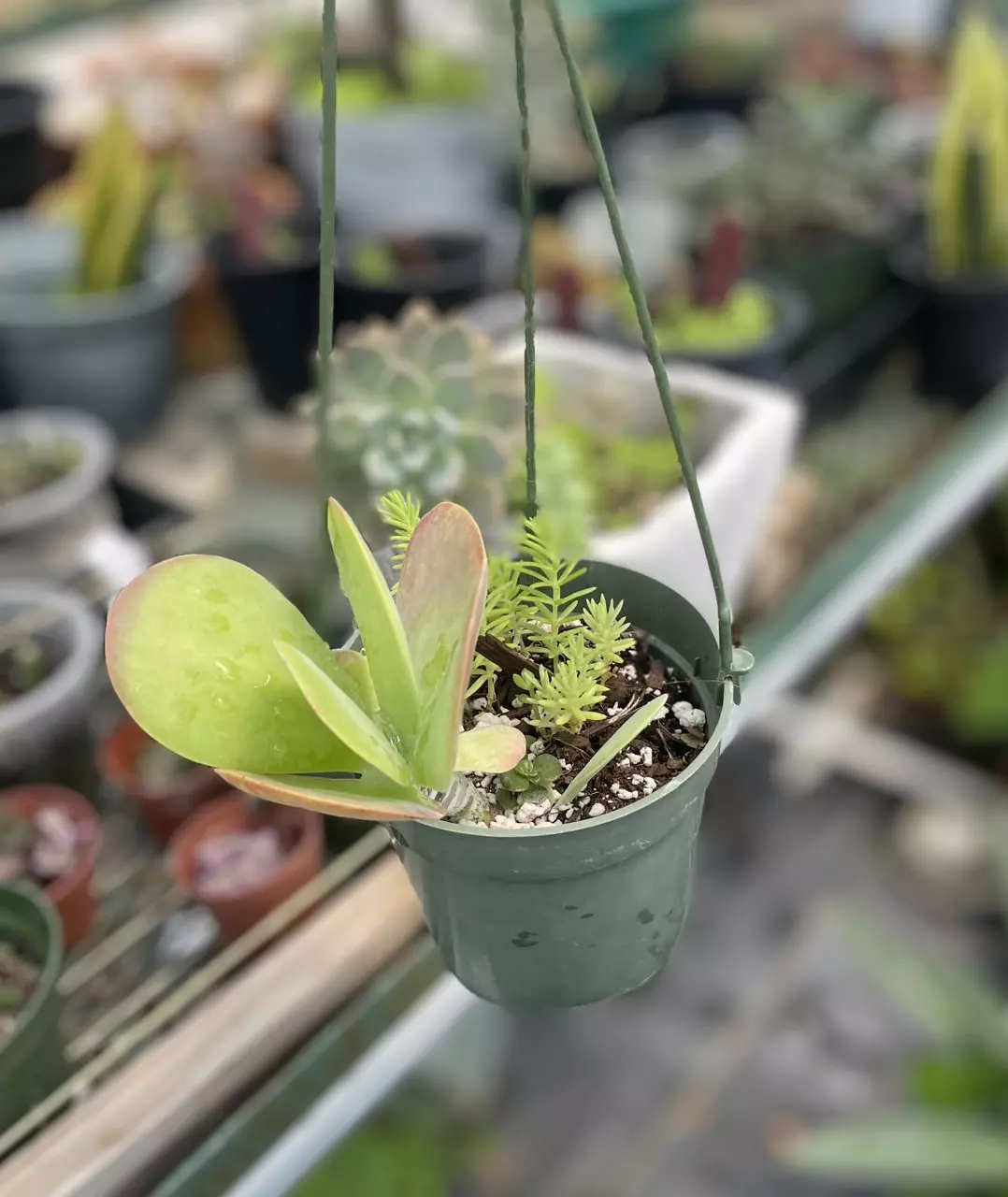Paddle Succulent + Stonecrop Combo thumbnail