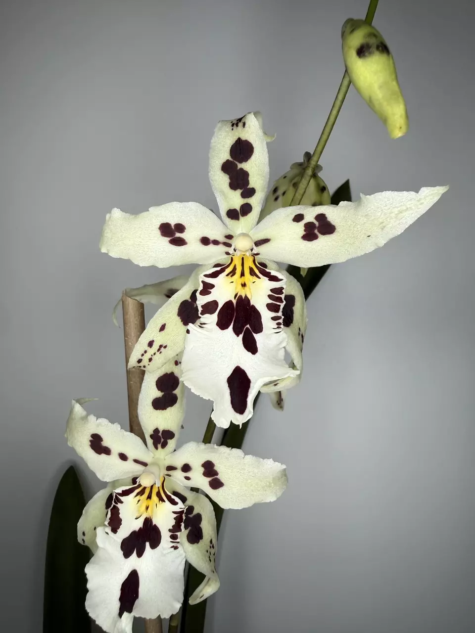 Aliceara Snowblind ‘Sweet Spots’ thumbnail